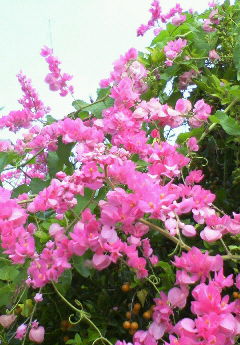やさしいピンクの花